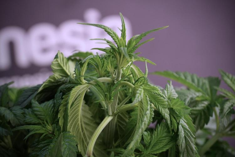 Skywalker OG Legends of the 12/12 Galaxy. Week 5 - LST a triple node plant 