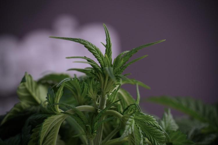 Skywalker OG Legends of the 12/12 Galaxy. Week 5 - LST a triple node plant 