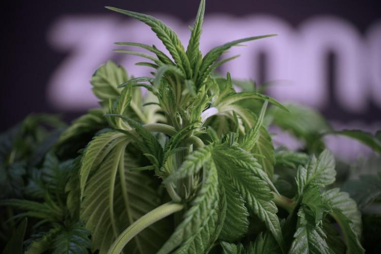 Skywalker OG Legends of the 12/12 Galaxy. Week 5 - LST a triple node plant 