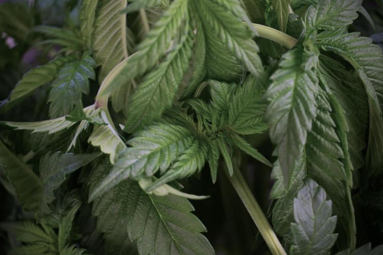 Skywalker OG Legends of the 12/12 Galaxy. Week 5 - LST a triple node plant 