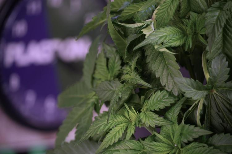 Skywalker OG Legends of the 12/12 Galaxy. Week 5 - LST a triple node plant 