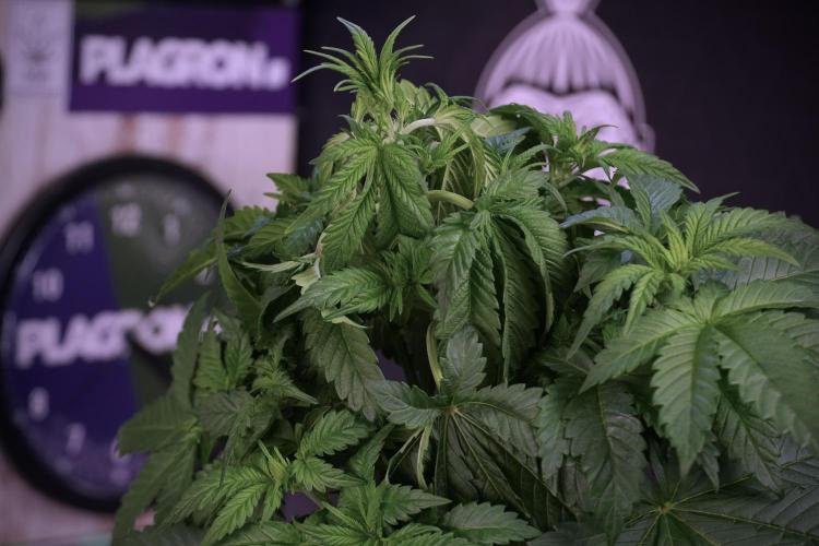 Skywalker OG Legends of the 12/12 Galaxy. Week 5 - LST a triple node plant 