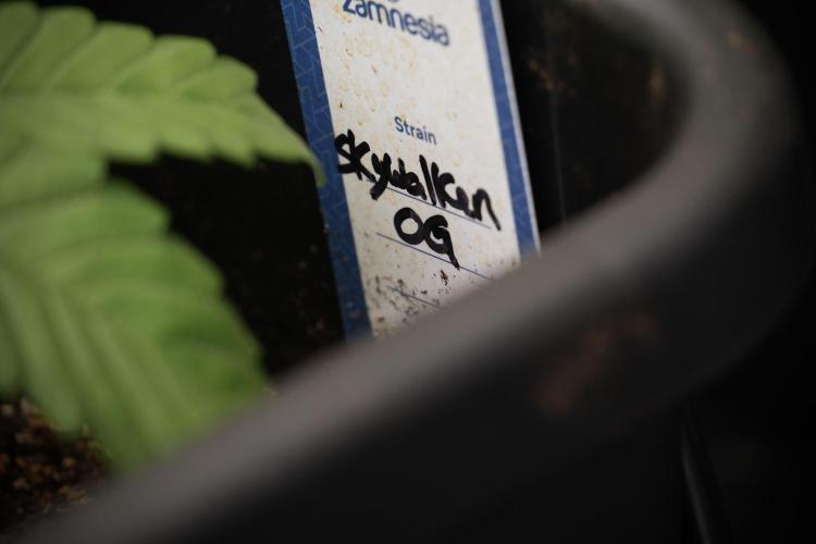 Skywalker OG Legends of the 12/12 Galaxy. Week 5 - 12/12 from seed 