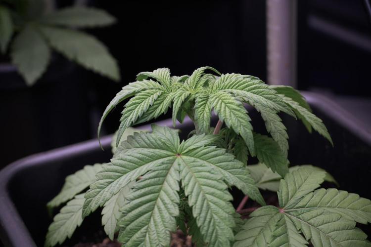 Skywalker OG Legends of the 12/12 Galaxy. Week 5 - 12/12 from seed 