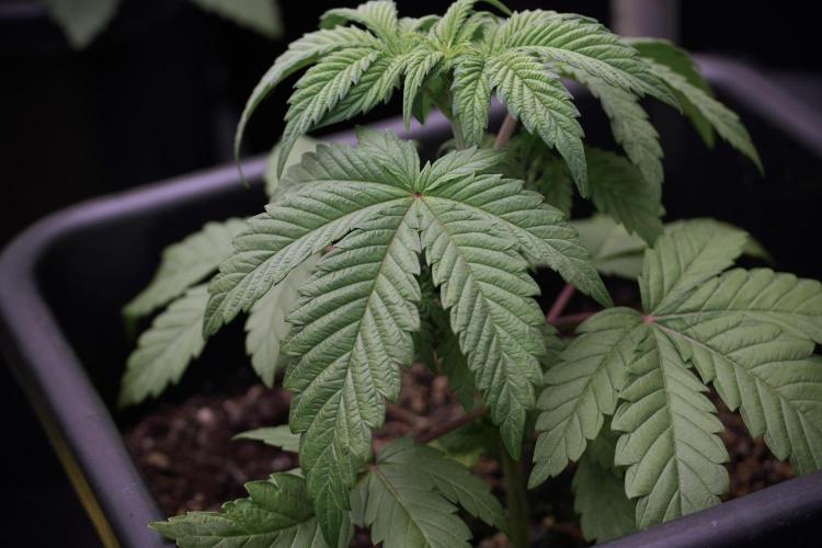 Skywalker OG Legends of the 12/12 Galaxy. Week 5 - 12/12 from seed 