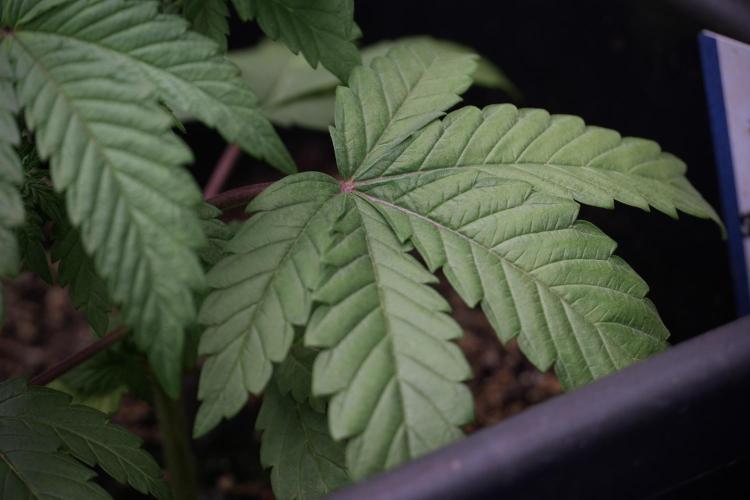 Skywalker OG Legends of the 12/12 Galaxy. Week 5 - 12/12 from seed 