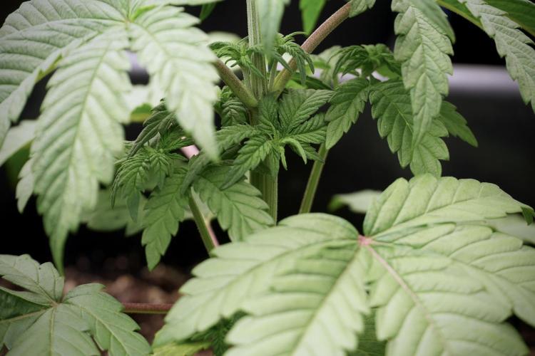 Skywalker OG Legends of the 12/12 Galaxy. Week 5 - 12/12 from seed 