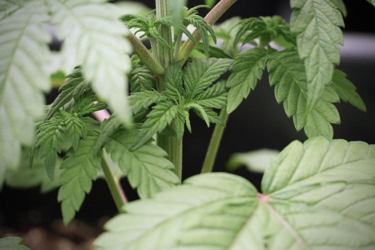 Skywalker OG Legends of the 12/12 Galaxy. Week 5 - 12/12 from seed 