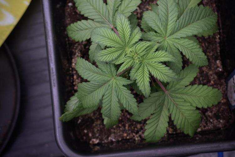 Skywalker OG Legends of the 12/12 Galaxy. Week 5 - 12/12 from seed 