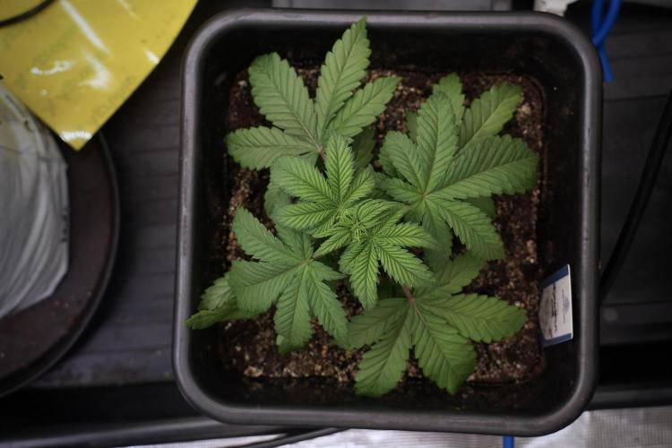 Skywalker OG Legends of the 12/12 Galaxy. Week 5 - 12/12 from seed 