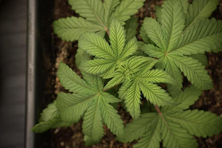 Skywalker OG Legends of the 12/12 Galaxy. Week 5 - 12/12 from seed 