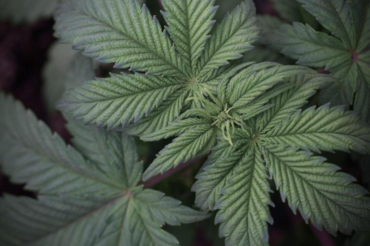 Skywalker OG Legends of the 12/12 Galaxy. Week 5 - 12/12 from seed 