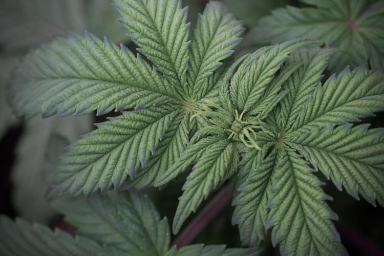 Skywalker OG Legends of the 12/12 Galaxy. Week 5 - 12/12 from seed 