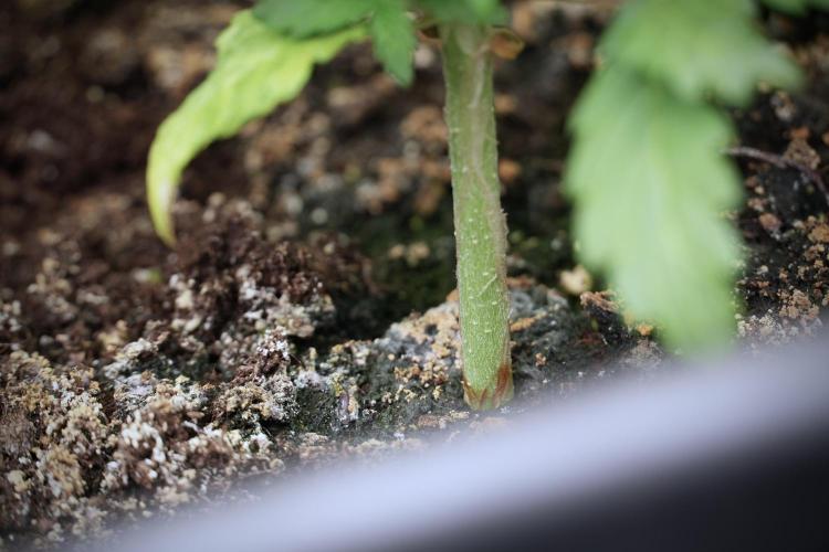 Skywalker OG Legends of the 12/12 Galaxy. Week 5 - 12/12 from seed 