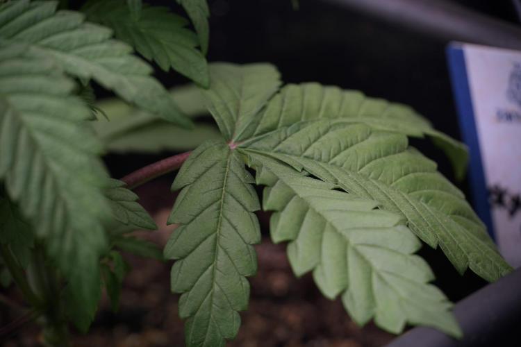 Skywalker OG Legends of the 12/12 Galaxy. Week 5 - 12/12 from seed 