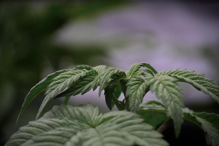 Skywalker OG Legends of the 12/12 Galaxy. Week 5 - 12/12 from seed 