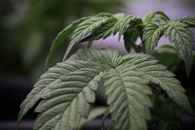 Skywalker OG Legends of the 12/12 Galaxy. Week 5 - 12/12 from seed 