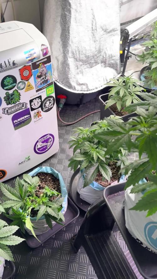 Skywalker OG Legends of the 12/12 Galaxy