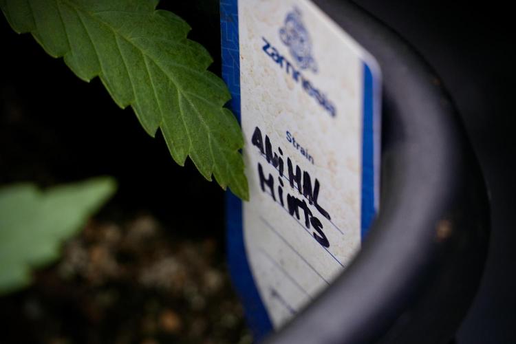 Animal Mints-Legends of the Frozen North. Week 5 - Plant B