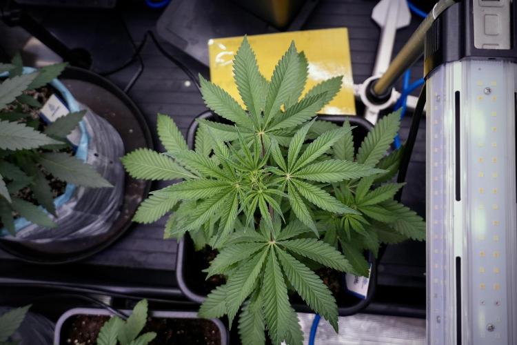 Animal Mints-Legends of the Frozen North. Week 5 - Plant B