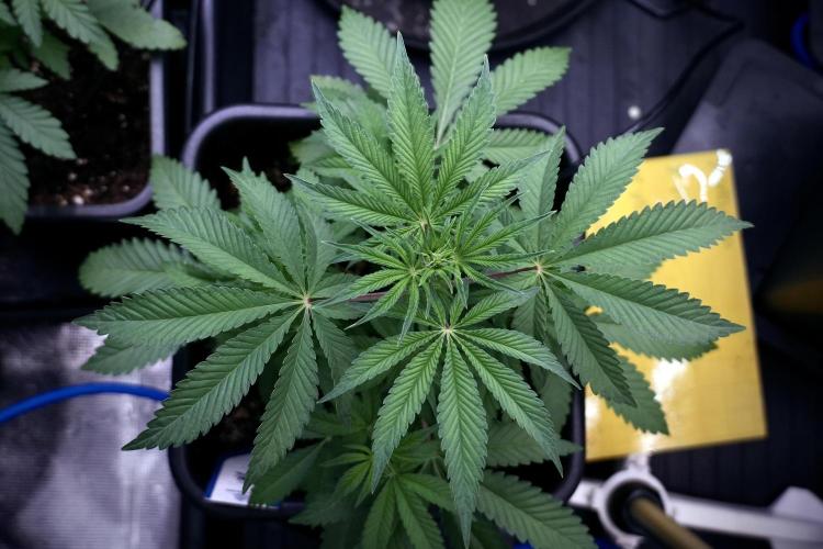 Animal Mints-Legends of the Frozen North. Week 5 - Plant B