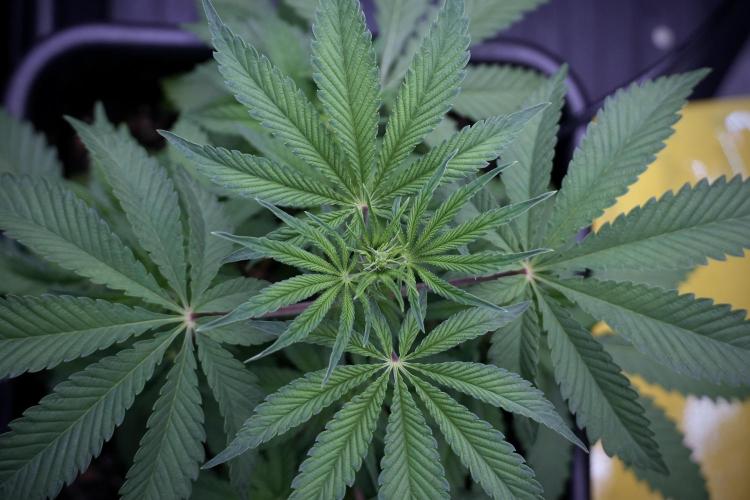 Animal Mints-Legends of the Frozen North. Week 5 - Plant B