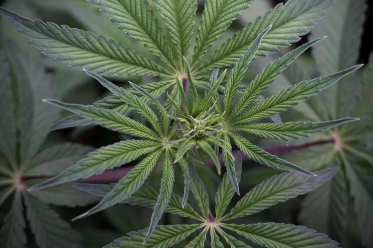 Animal Mints-Legends of the Frozen North. Week 5 - Plant B