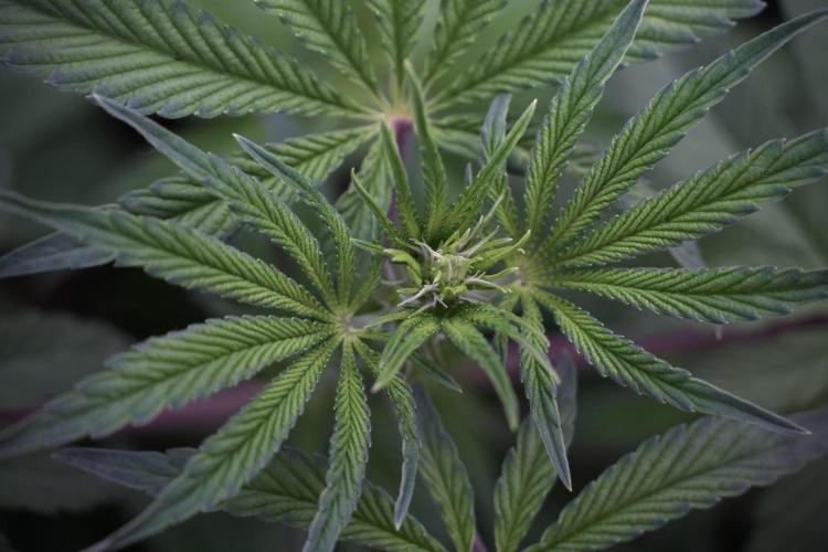 Animal Mints-Legends of the Frozen North. Week 5 - Plant B