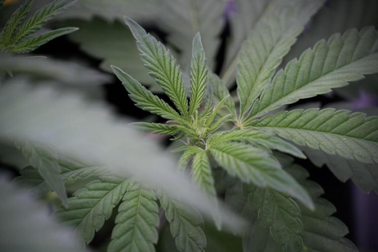 Animal Mints-Legends of the Frozen North. Week 5 - Plant B