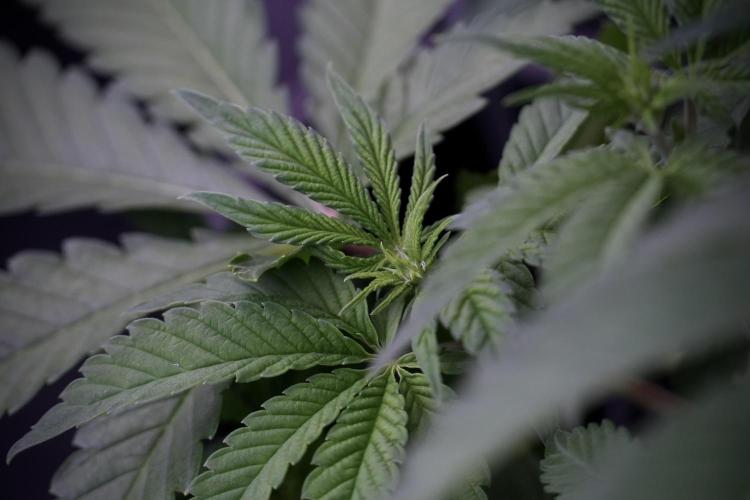 Animal Mints-Legends of the Frozen North. Week 5 - Plant B