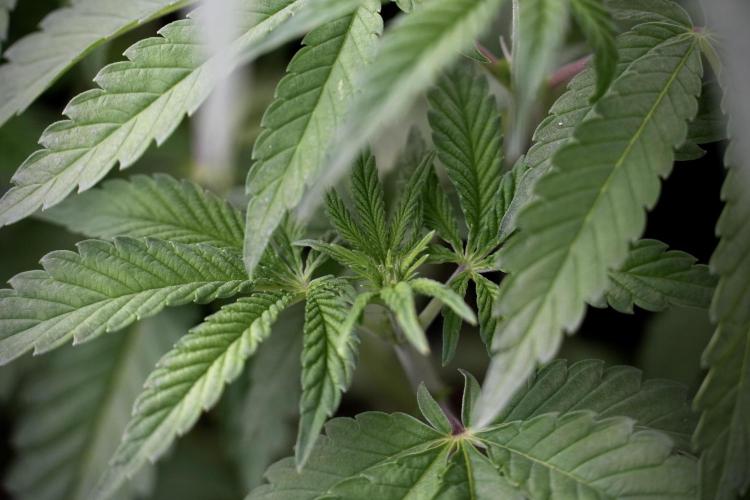 Animal Mints-Legends of the Frozen North. Week 5 - Plant B