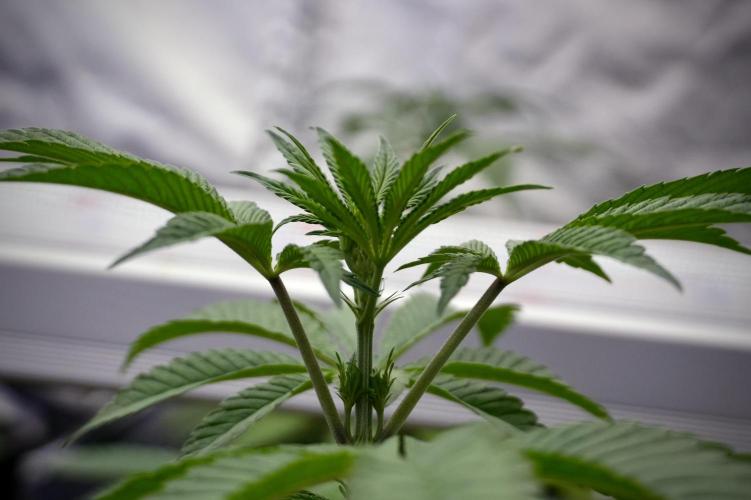 Animal Mints-Legends of the Frozen North. Week 5 - Plant B