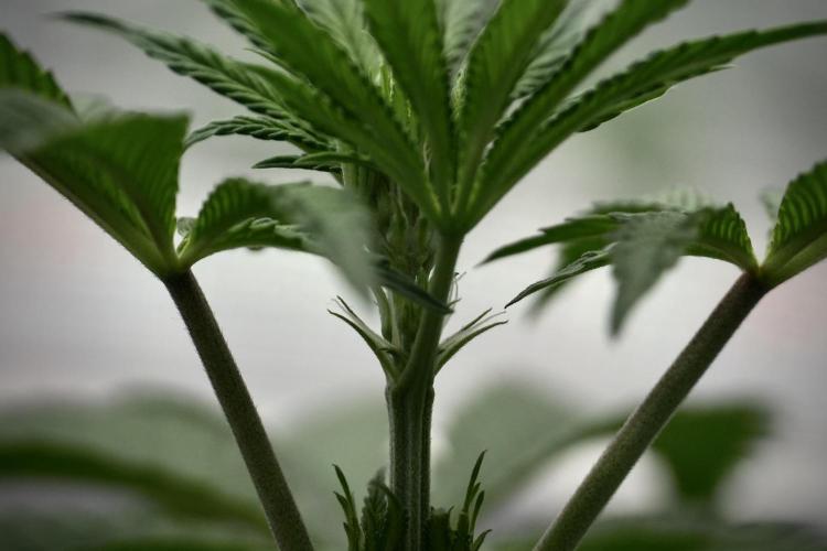 Animal Mints-Legends of the Frozen North. Week 5 - Plant B