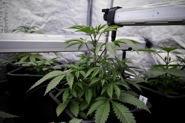 Animal Mints-Legends of the Frozen North. Week 5 - Plant B