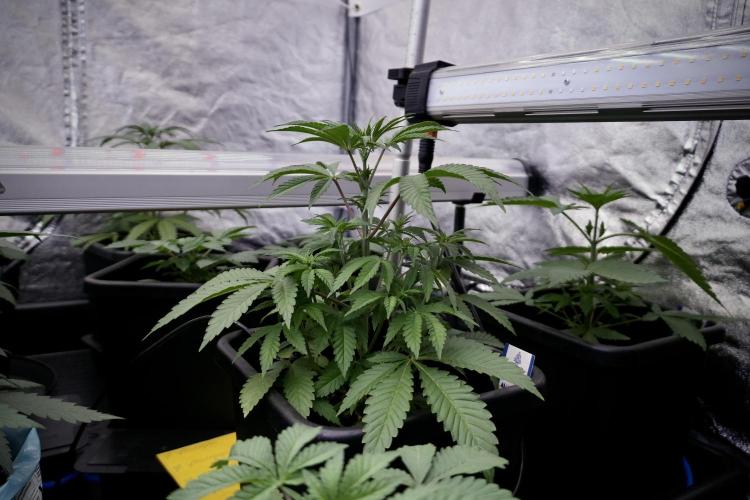 Animal Mints-Legends of the Frozen North. Week 5 - Plant B