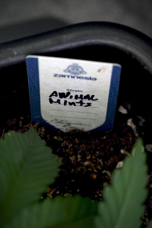 Animal Mints-Legends of the Frozen North. Week 5 - Room 