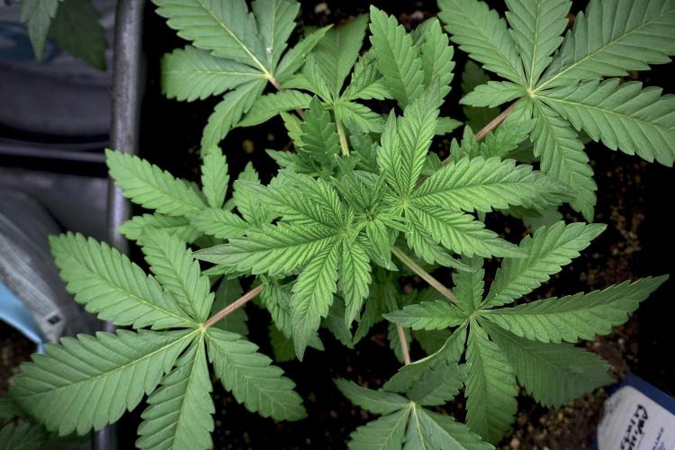 Animal Mints-Legends of the Frozen North. Week 5 -  Plant A 