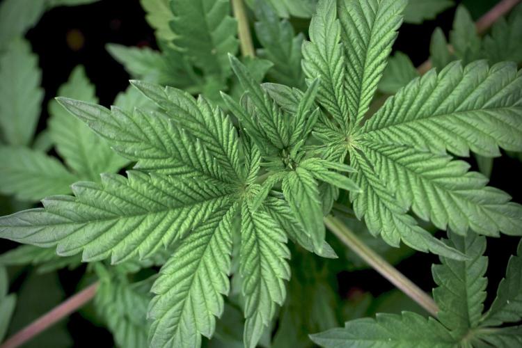 Animal Mints-Legends of the Frozen North. Week 5 -  Plant A 