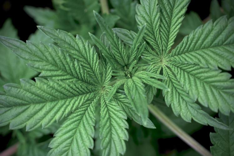 Animal Mints-Legends of the Frozen North. Week 5 -  Plant A 