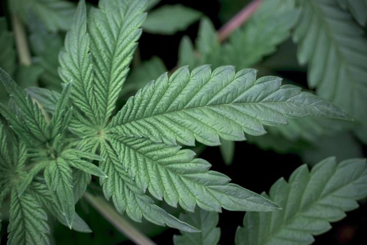 Animal Mints-Legends of the Frozen North. Week 5 -  Plant A 