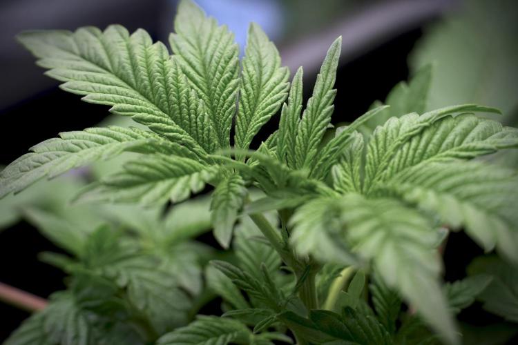 Animal Mints-Legends of the Frozen North. Week 5 -  Plant A 