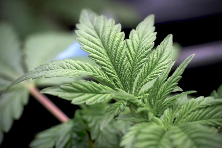 Animal Mints-Legends of the Frozen North. Week 5 -  Plant A 