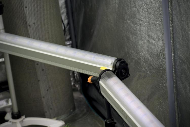 Animal Mints-Legends of the Frozen North. Week 5 - Room vibes