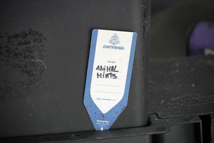 Animal Mints-Legends of the Frozen North. Week 5 - Plant B 