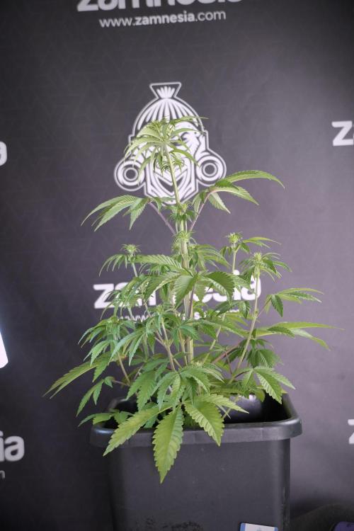 Animal Mints-Legends of the Frozen North. Week 5 - Plant B 