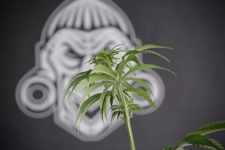 Animal Mints-Legends of the Frozen North. Week 5 - Plant B 