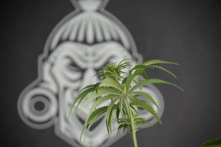 Animal Mints-Legends of the Frozen North. Week 5 - Plant B 