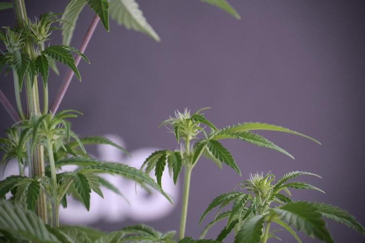 Animal Mints-Legends of the Frozen North. Week 5 - Plant B 