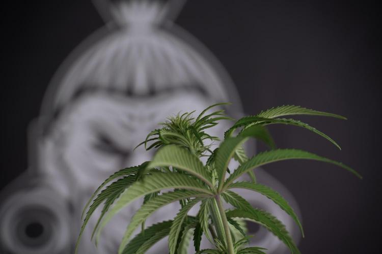 Animal Mints-Legends of the Frozen North. Week 5 - Plant B 