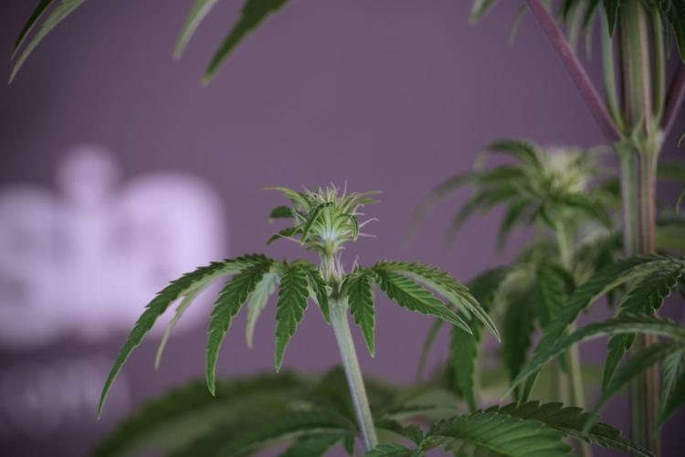 Animal Mints-Legends of the Frozen North. Week 5 - Plant B 